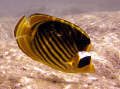   wonderful fish  